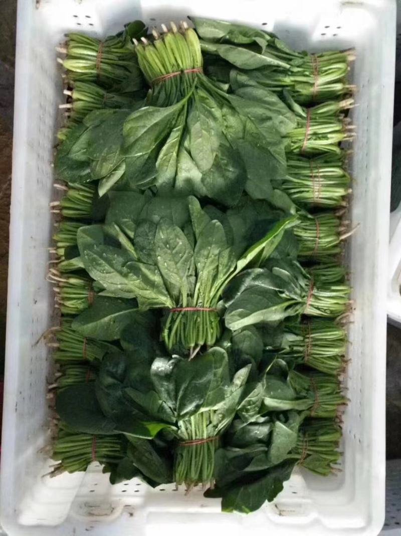【一手货源】精品菠菜，产地直发，全年供货