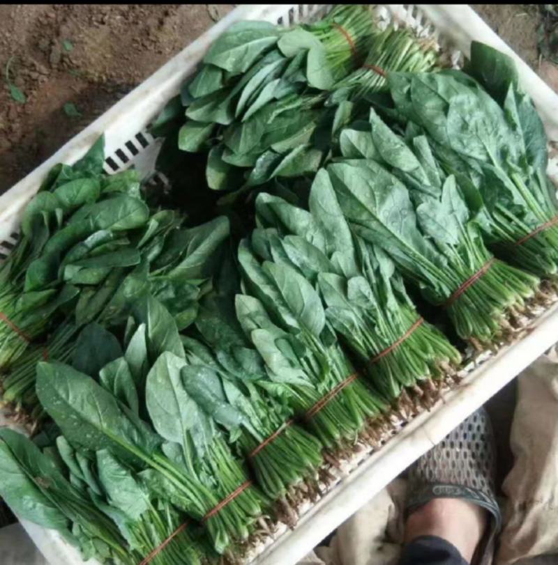 【一手货源】精品菠菜，产地直发，全年供货