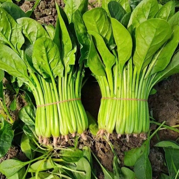 【一手货源】精品菠菜,产地直发,全年供货