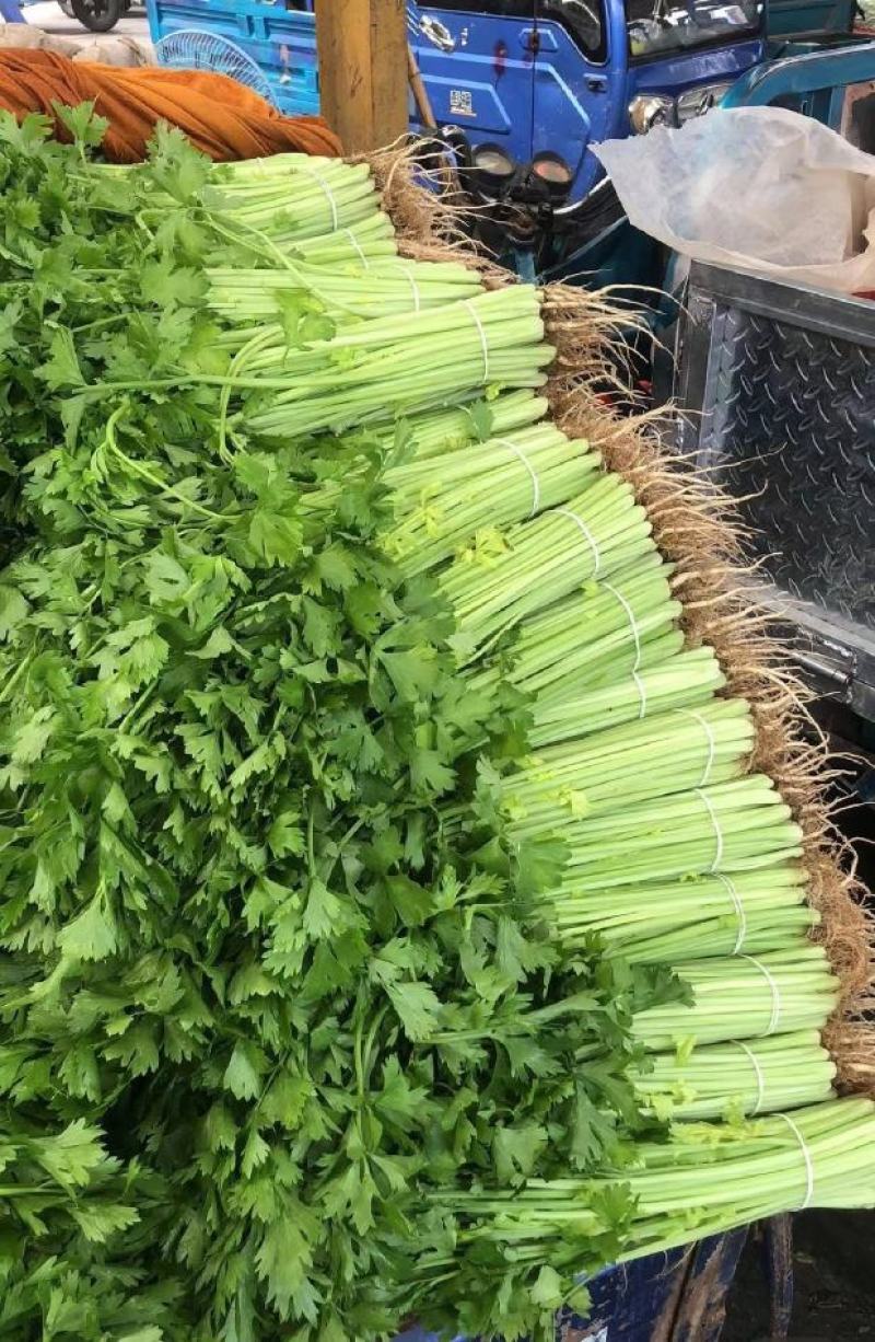 【一手货源】精品芹菜，产地直发，全年供货