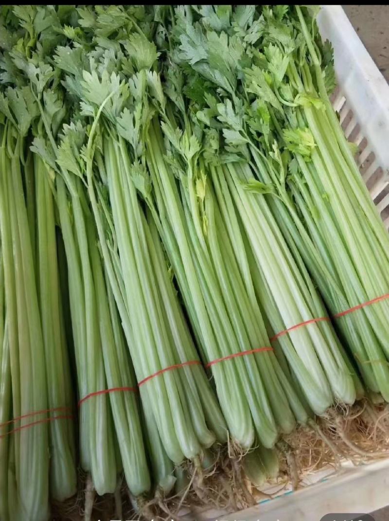【一手货源】精品芹菜，产地直发，全年供货