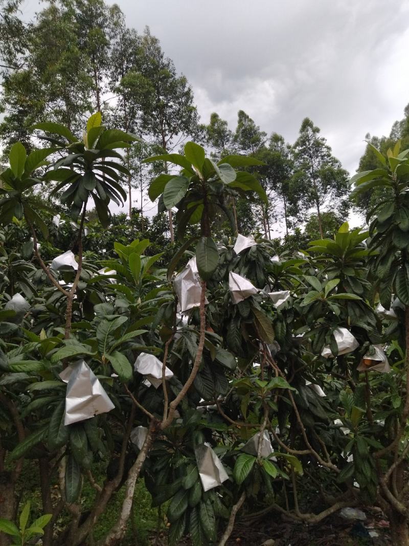 福建东张一都枇杷王，供小区