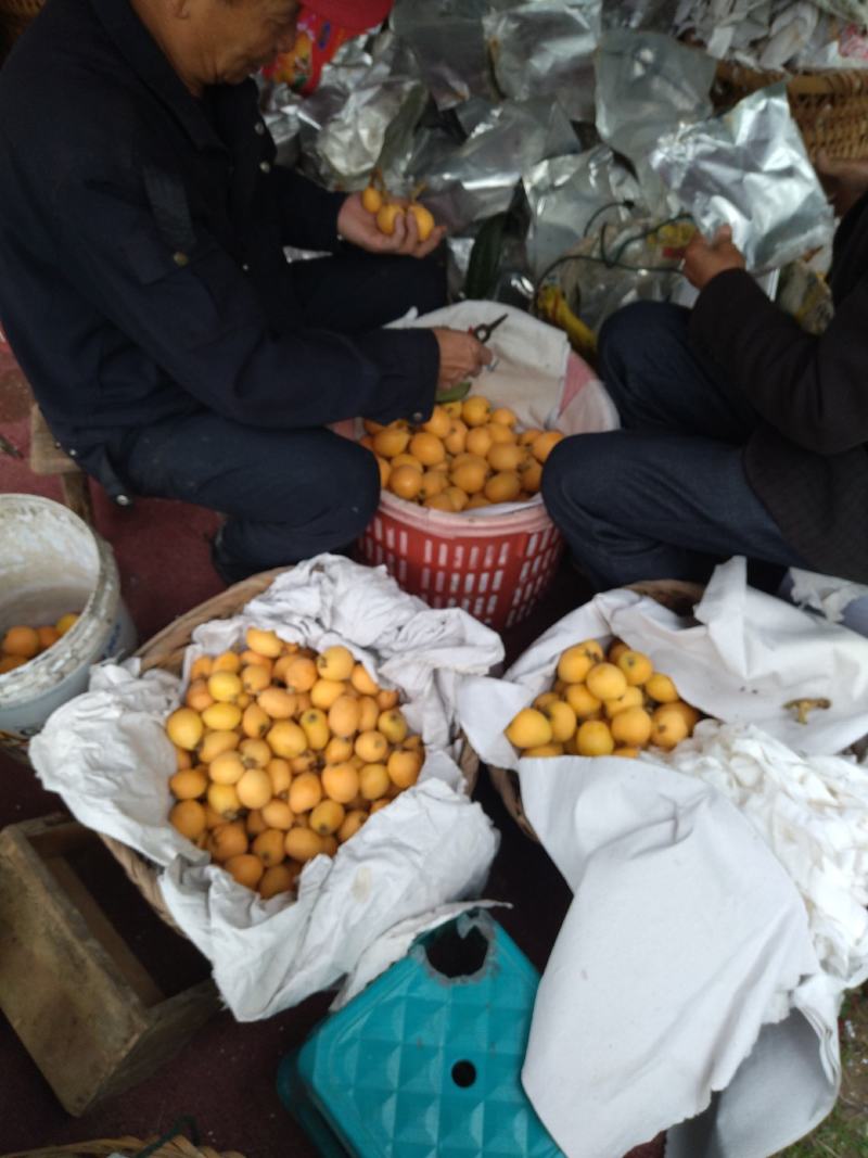 福建东张一都枇杷王，供小区