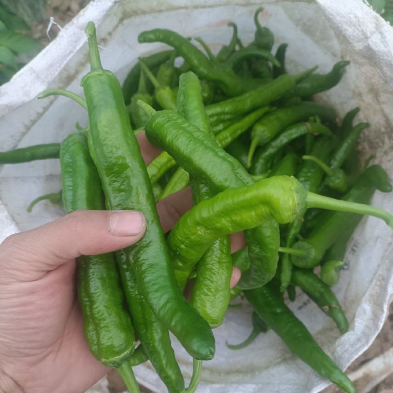 常德鲜辣椒，软皮青椒，湘研15湘研55