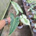 【基地自销】白锦合合果芋热带雨林造景秋季水景观叶新绿植