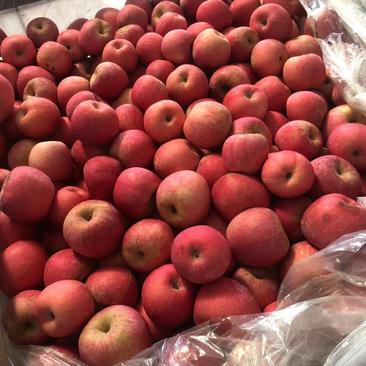冷库红富士苹果大量现货供应，货源充足，产地直销，全国发货