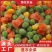 厂家直供新鲜速冻杂菜速冻混合蔬菜批发甜玉米粒毛豆胡萝卜