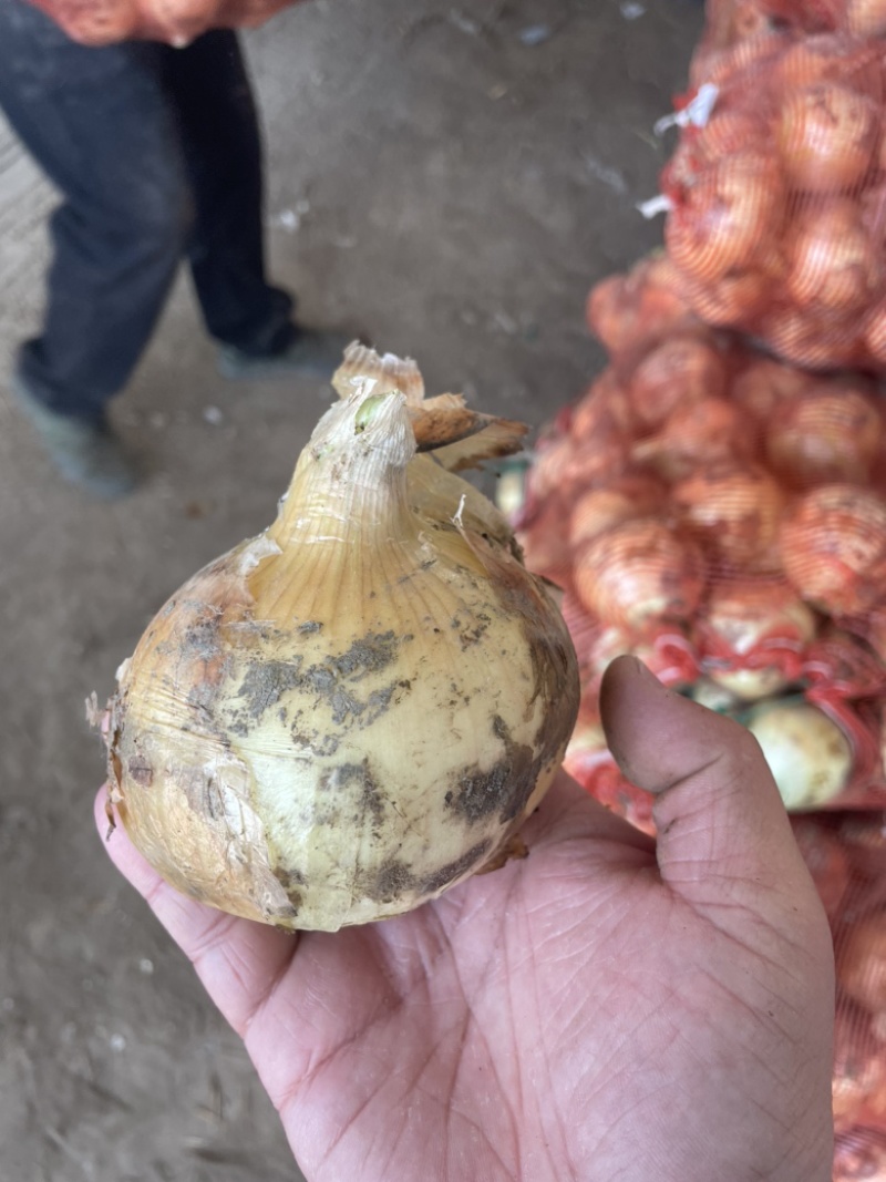 黄皮早熟圆葱