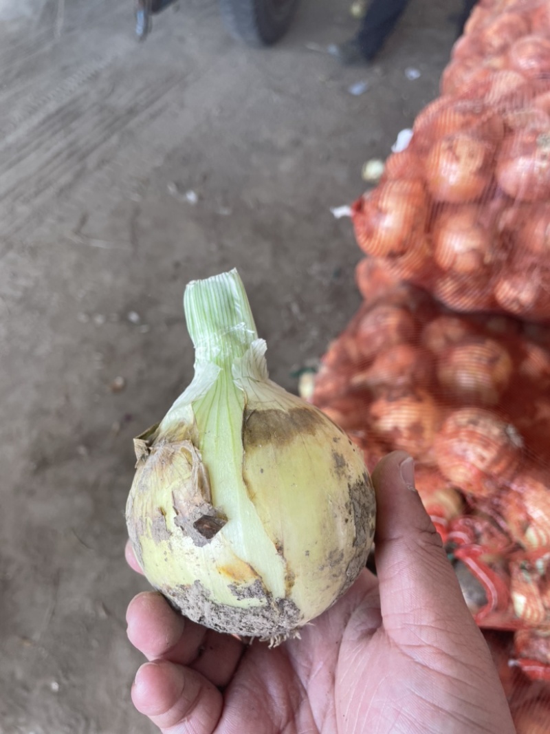 黄皮早熟圆葱