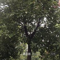 香樟树，树直径10-35公分不等，芜湖市南陵县弋江镇