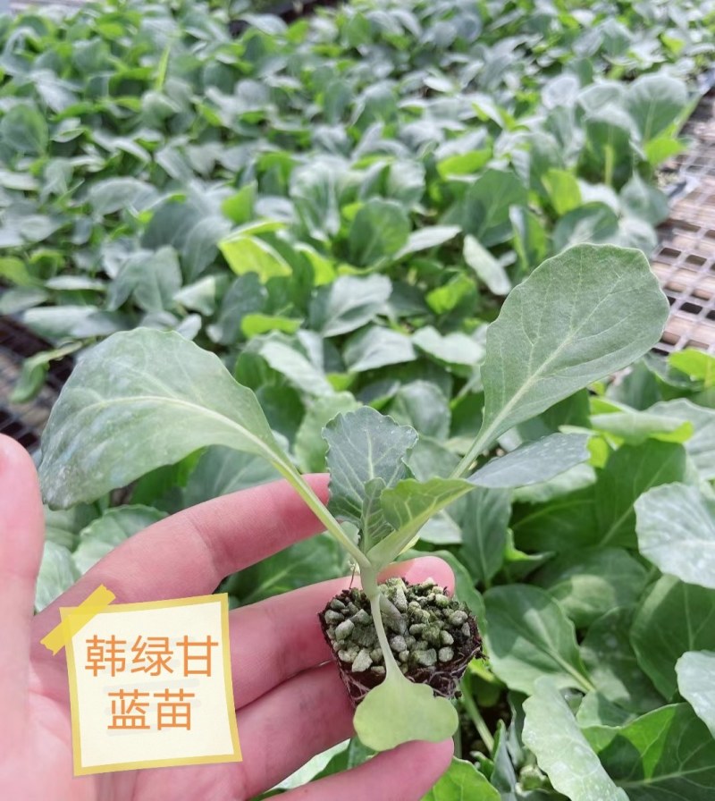 包菜苗甘蓝苗韩绿甘蓝苗黄芯甘蓝苗耐热高产抗病口感好