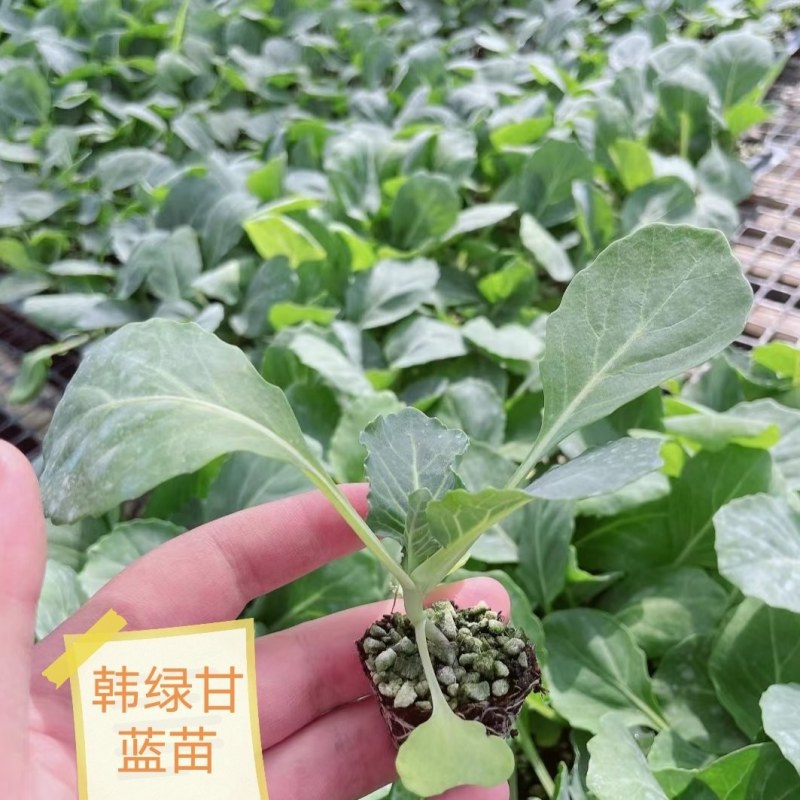包菜苗甘蓝苗韩绿甘蓝苗黄芯甘蓝苗耐热高产抗病口感好