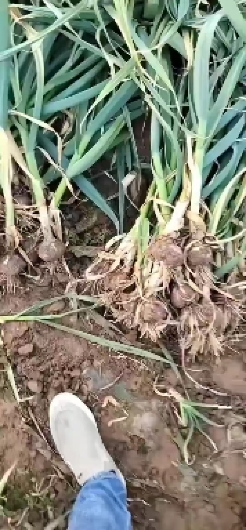 河南开封通许紫皮大蒜大量上市，产地直发，代发全国