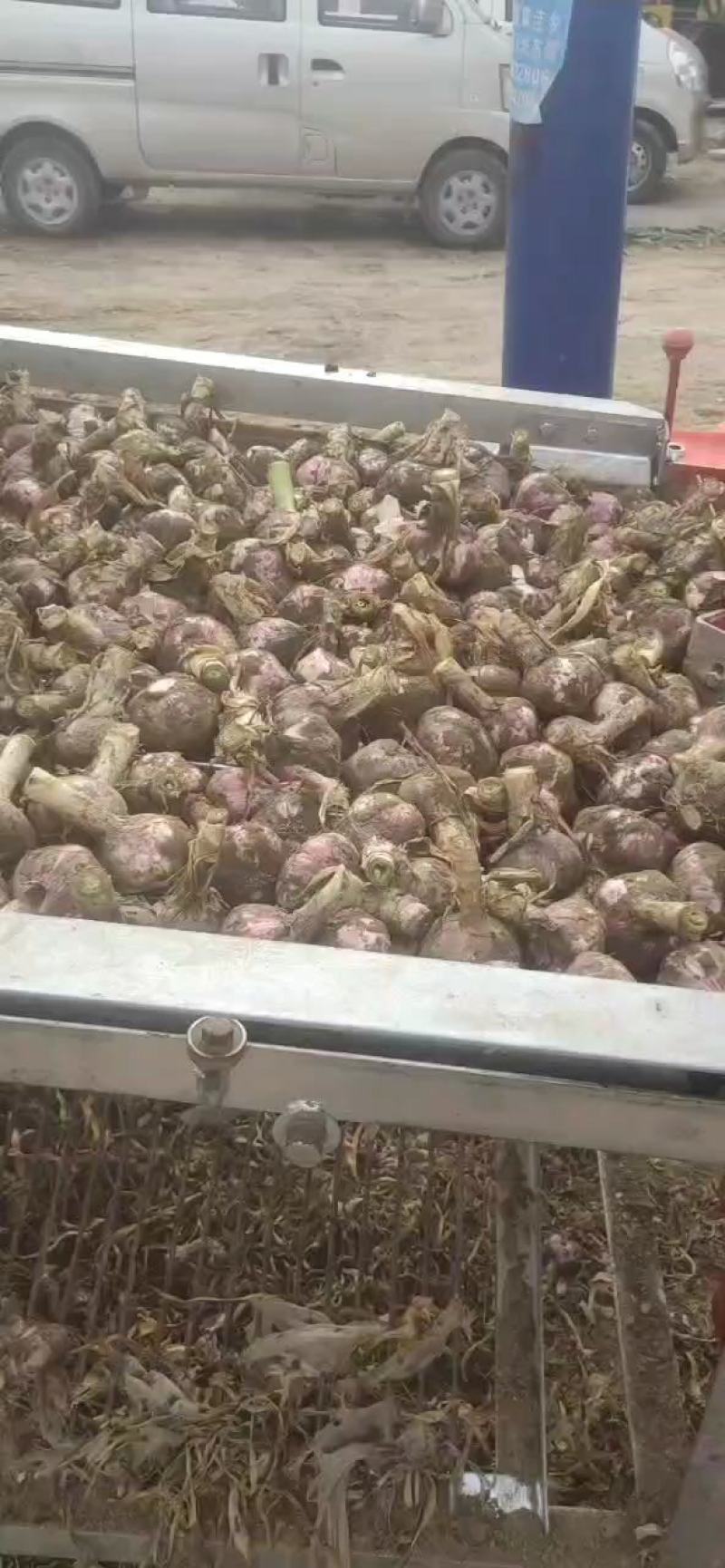 河南开封通许紫皮大蒜大量上市，产地直发，代发全国