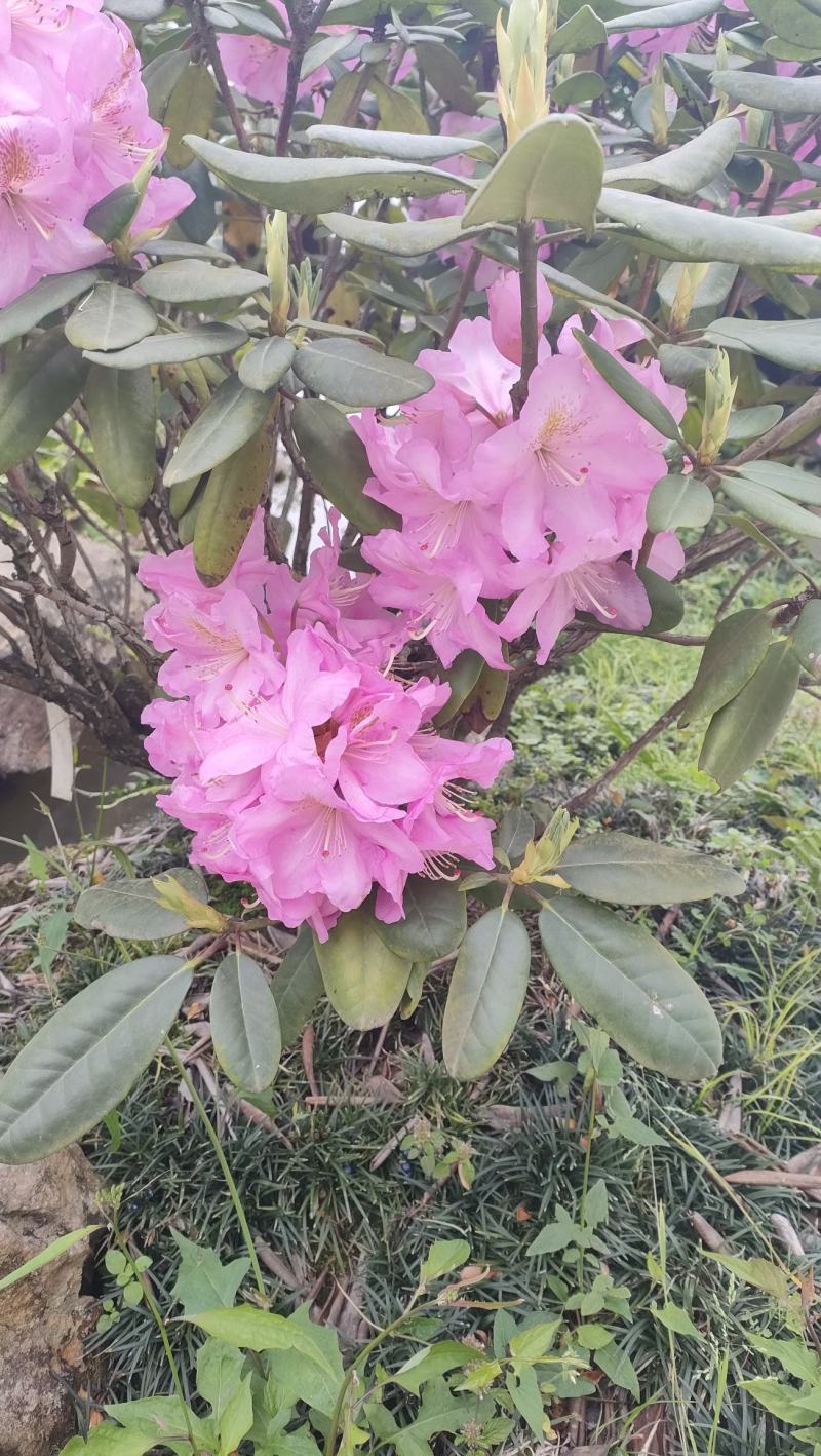 高山杜鹃小苗，新品种高山杜鹃，欧洲高山杜鹃，日本高山杜鹃