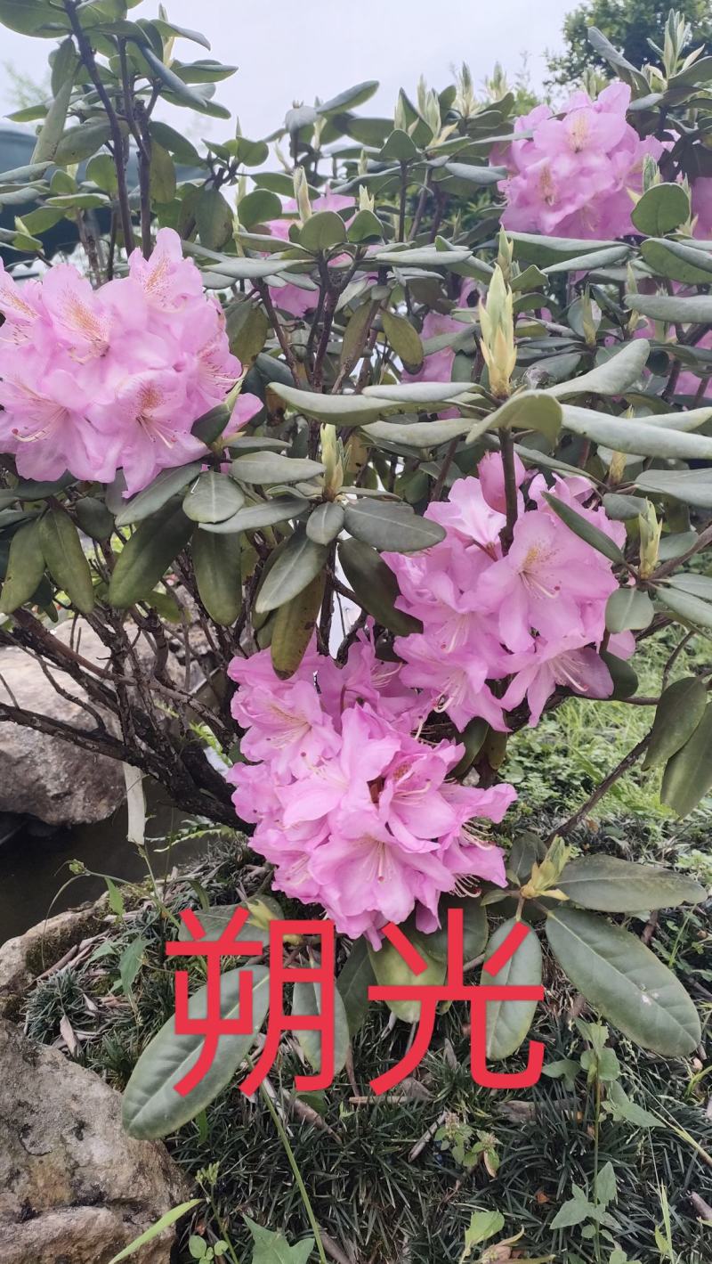 高山杜鹃小苗，新品种高山杜鹃，欧洲高山杜鹃，日本高山杜鹃
