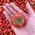 精品中小果西红柿石头果一手货源可发越南耐运输