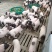 小香猪，巴马香猪，宠物小香猪，迷你香猪，观赏香猪。。。。