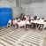 小香猪，巴马香猪，宠物小香猪，迷你香猪，观赏香猪。。。。