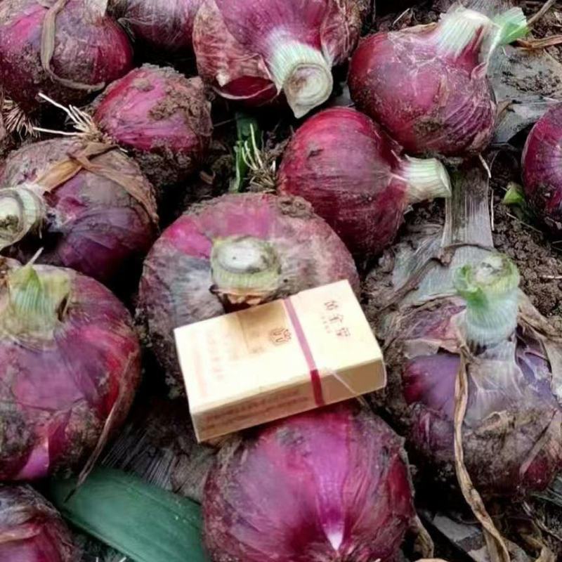 洋葱/二红洋葱通许精品洋葱产地直供代发全国来电优惠