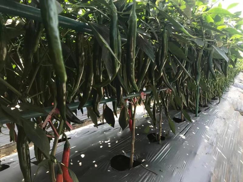 美人椒808辣椒种子，1000粒