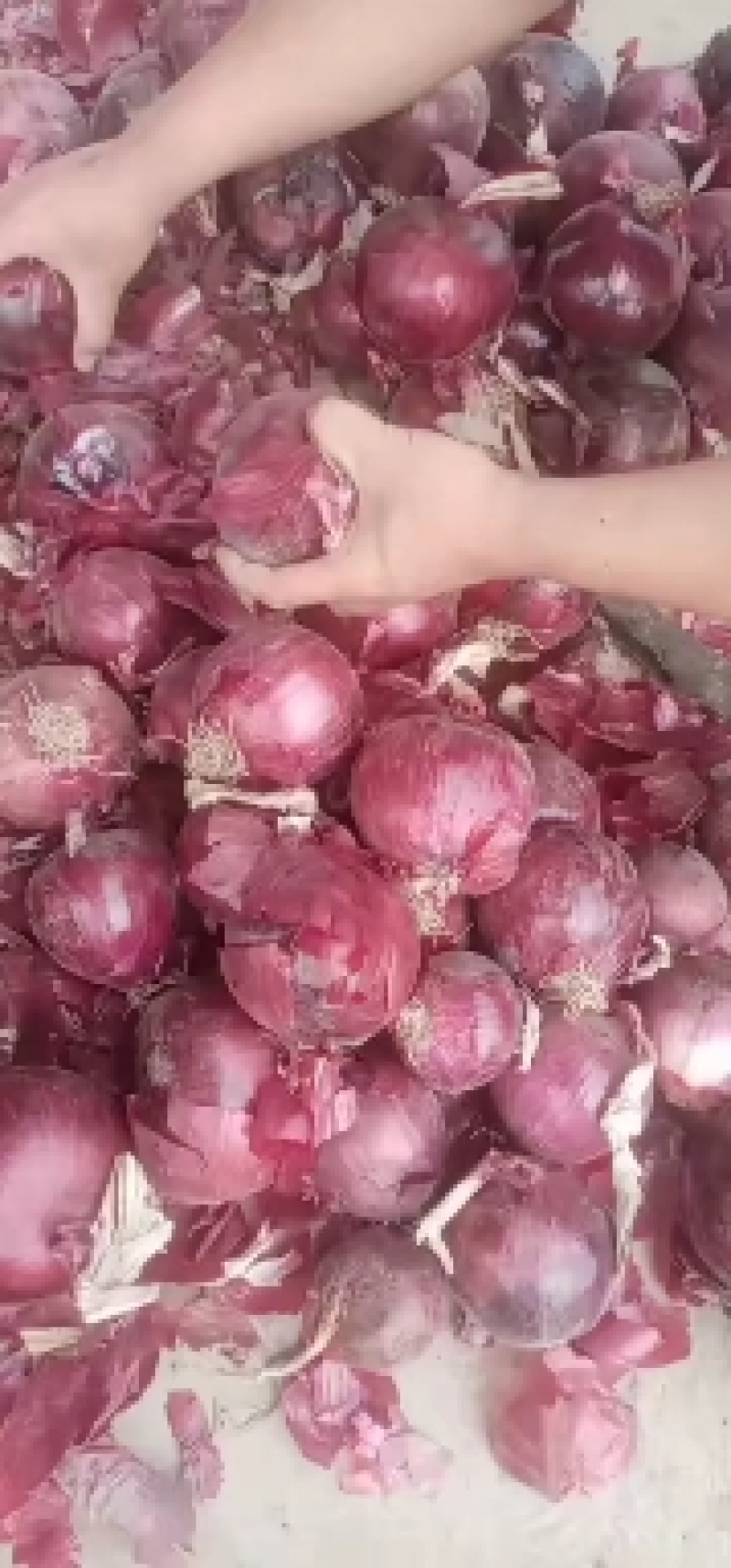 洋葱/二红洋葱通许精品洋葱产地直供代发全国来电优惠