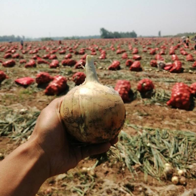 【黄洋葱】精品黄皮洋葱大量上市加工厂、电商质量好