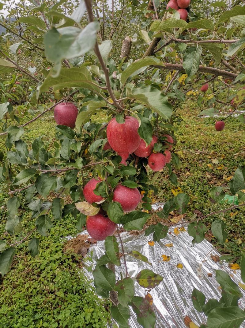 糖心红富士苹果货源稳定品质有保证欢迎电话咨询