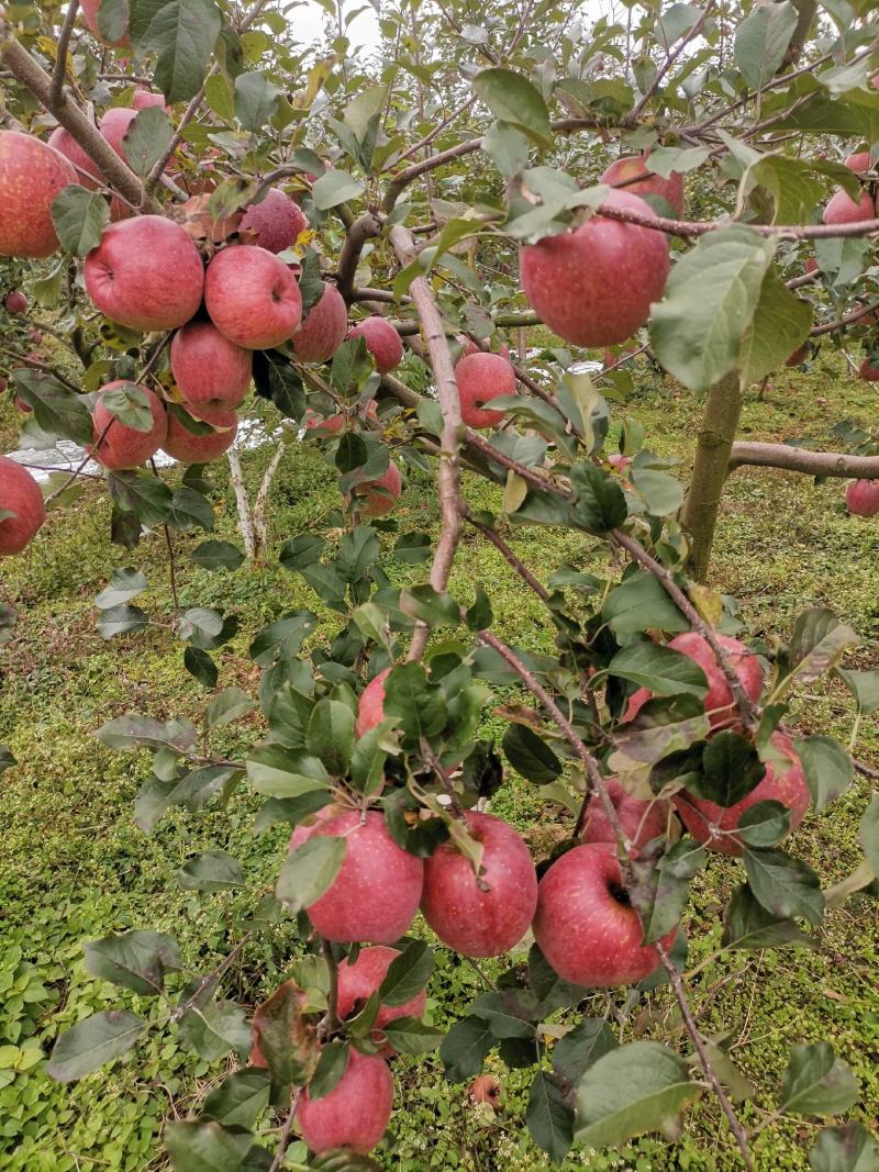 糖心红富士苹果货源稳定品质有保证欢迎电话咨询