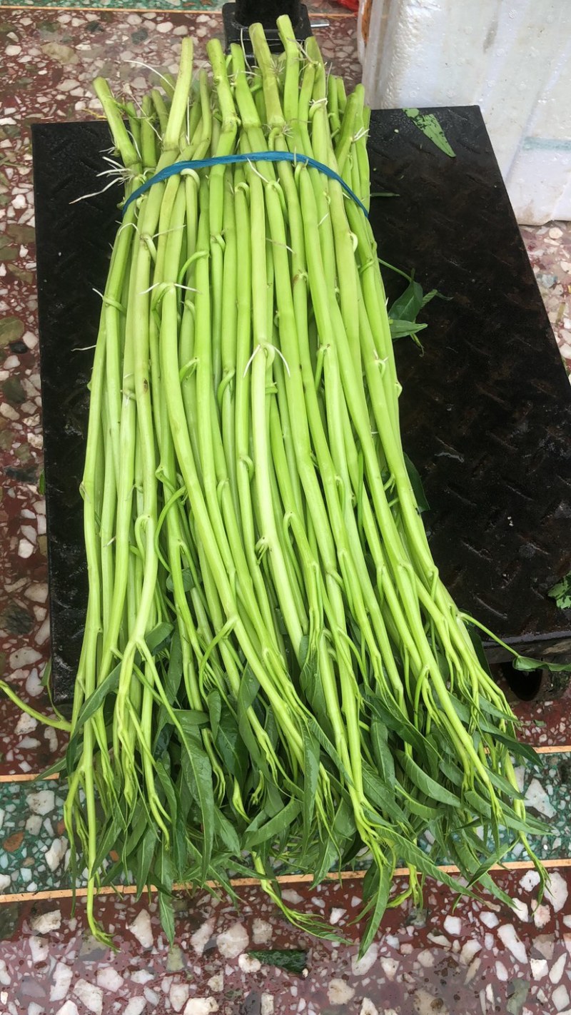 博白空心菜可大量现货旱改水空心菜种