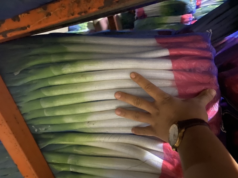 粗高精品晚抽大葱，无花苞，里外一样，细葱单挑，里外干净