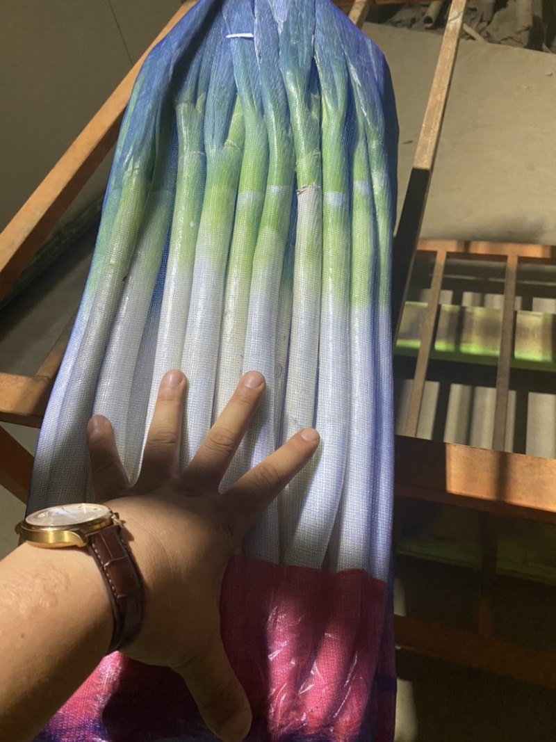 粗高精品晚抽大葱，无花苞，里外一样，细葱单挑，里外干净