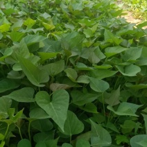 红薯苗订货下单首先