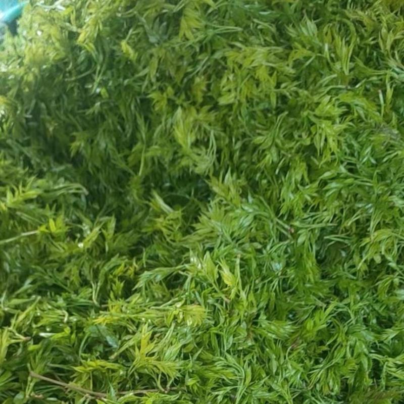 来凤富硒藤茶2022明前特级芽尖茶养生保健代茶饮清咽利喉