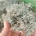 来凤富硒藤茶2022明前特级芽尖茶养生保健代茶饮清咽利喉