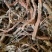 丹参苗载30吨大统货未抽条苗载药厂货20吨