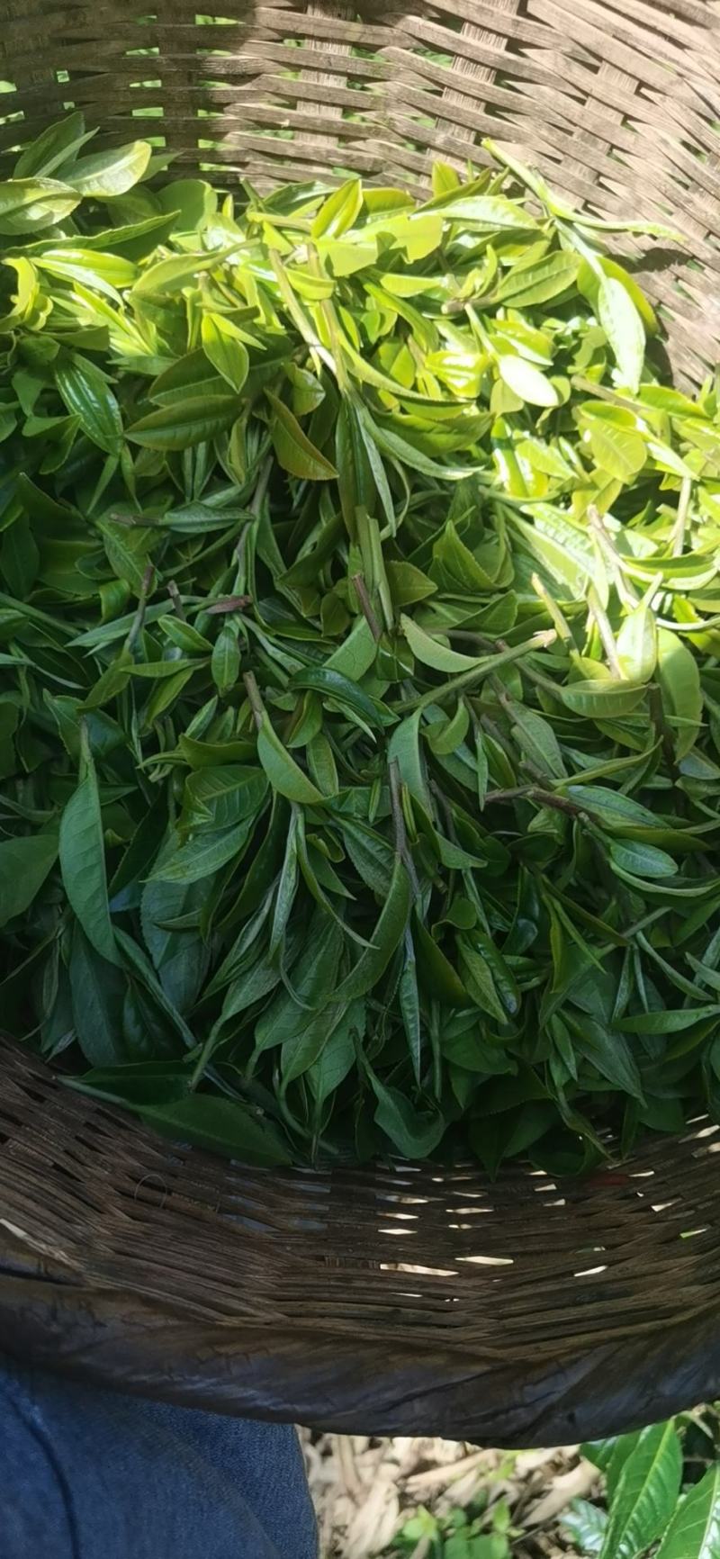 正宗普洱墨江景星凤凰山生态古树茶