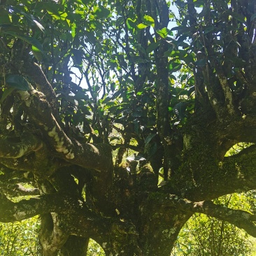 正宗普洱墨江景星凤凰山生态古树茶