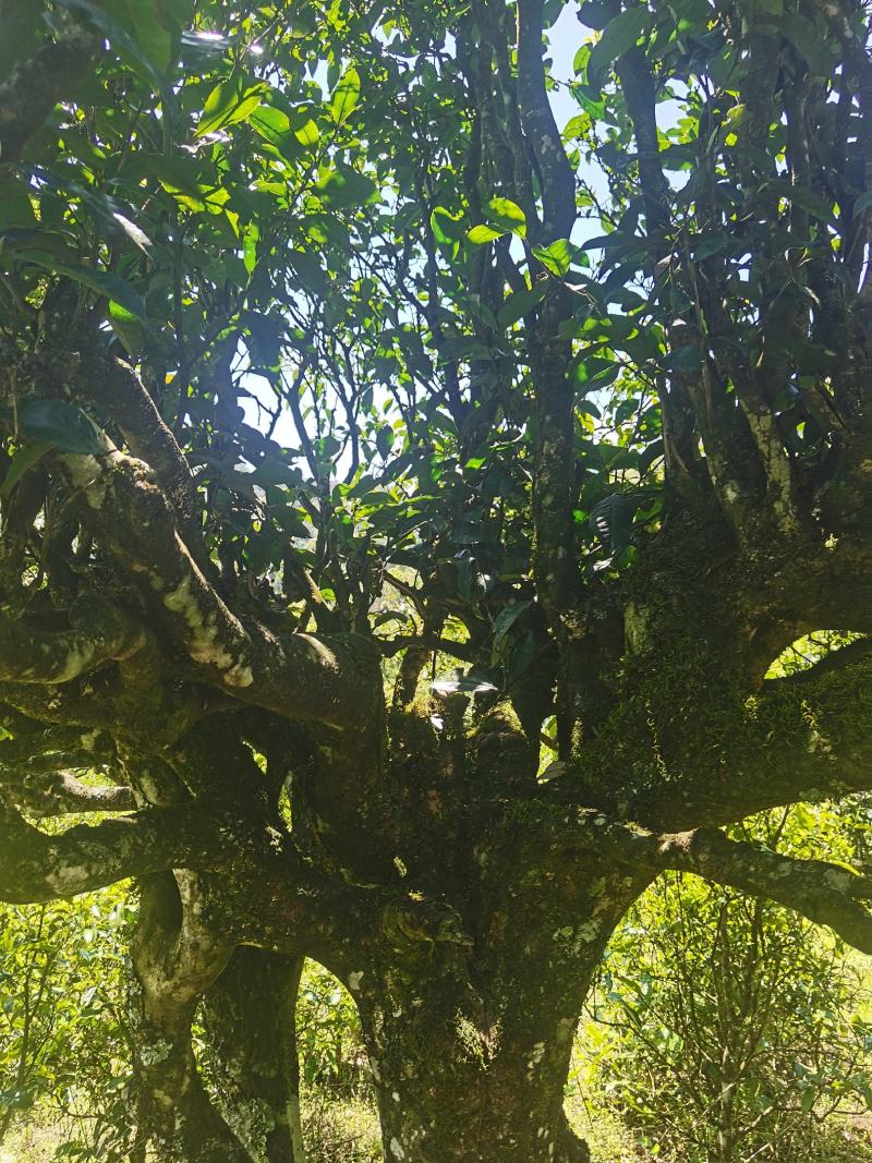 正宗普洱墨江景星凤凰山生态古树茶