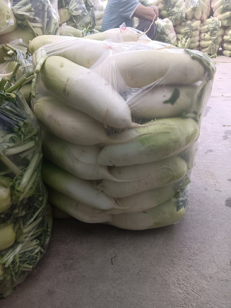 青头萝卜大量上市