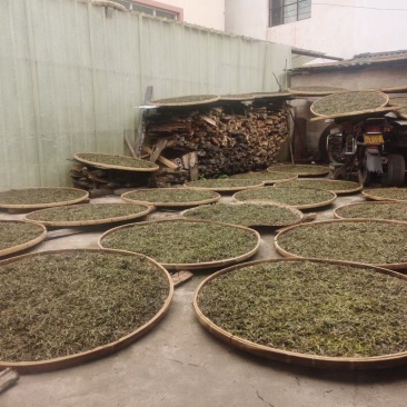 云南普洱墨江凤凰山生态古树茶