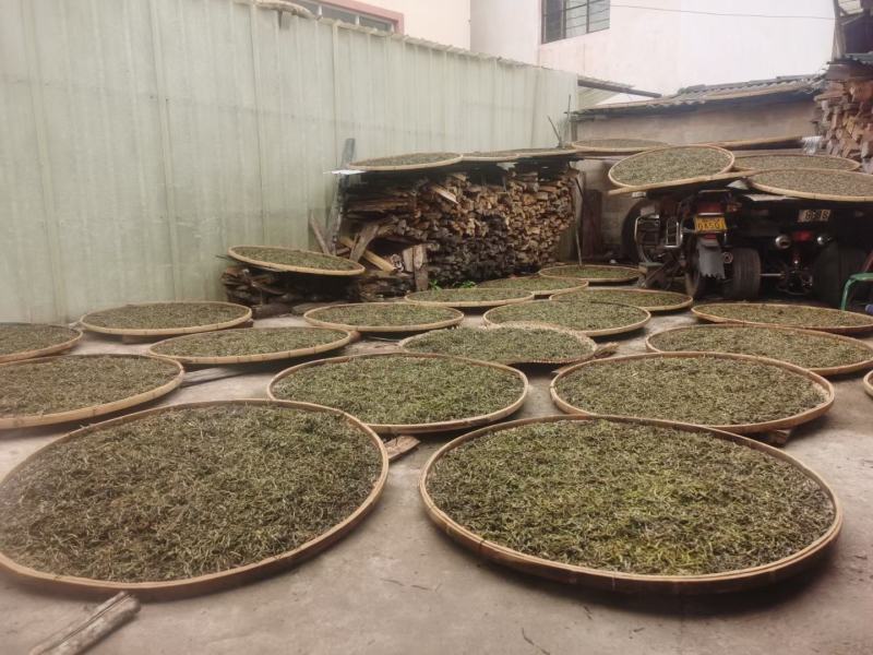 云南普洱墨江凤凰山生态古树茶