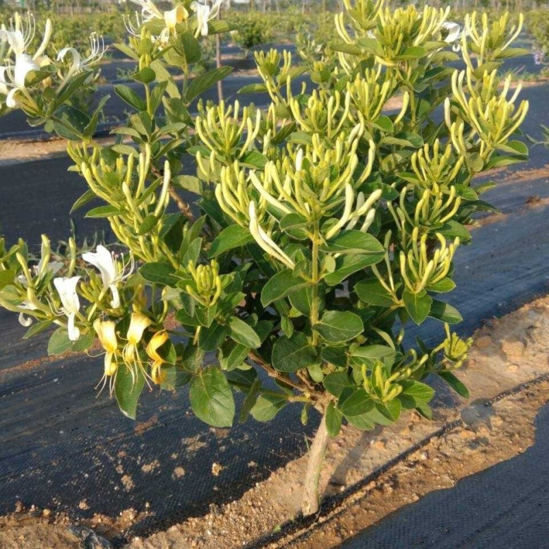 四季金银花苗百花一号金银花彩色金银花原盆原土发货