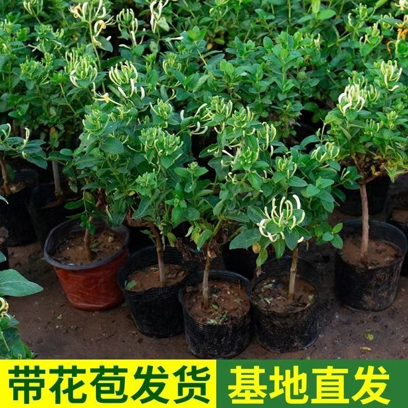 四季金银花苗百花一号金银花彩色金银花原盆原土发货