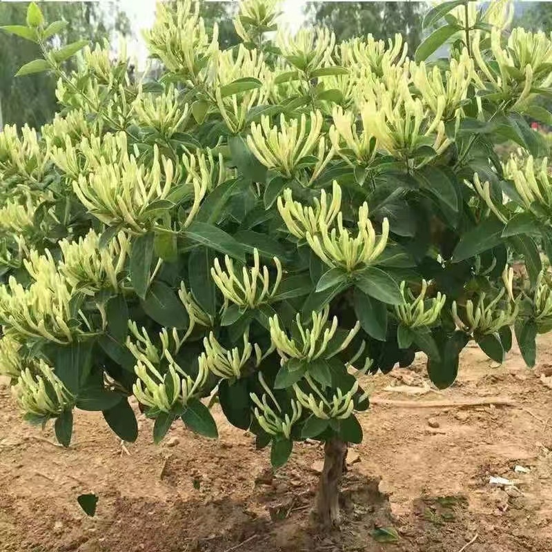 四季金银花苗百花一号金银花彩色金银花原盆原土发货