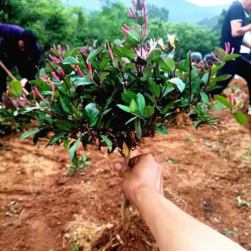 四季金银花苗百花一号金银花彩色金银花原盆原土发货