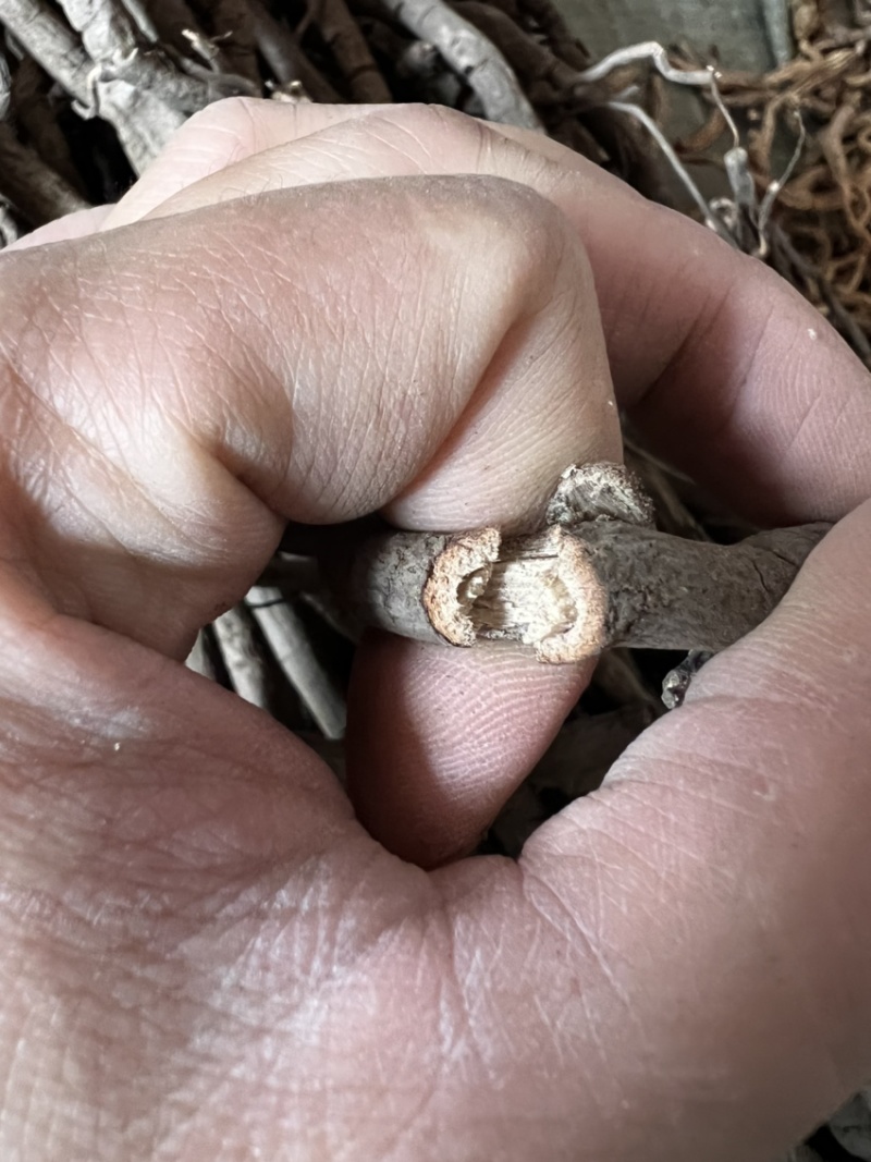 黑老虎根过山风小根纯阴枝足干无硫