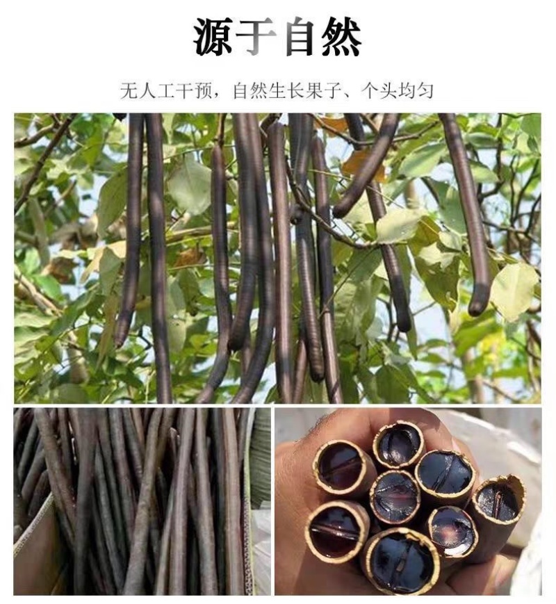 便秘果奇异果水果通一手货源视频看货品质保证以质论价