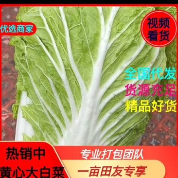 临洮黄心白菜大量有货，价格美丽，有需要的联系我