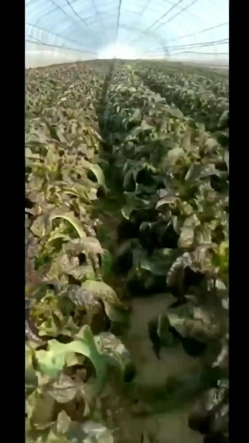 定西精品莴笋现挖现发量大从优产地直发